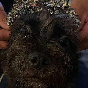 Meet your Posher, Rosie